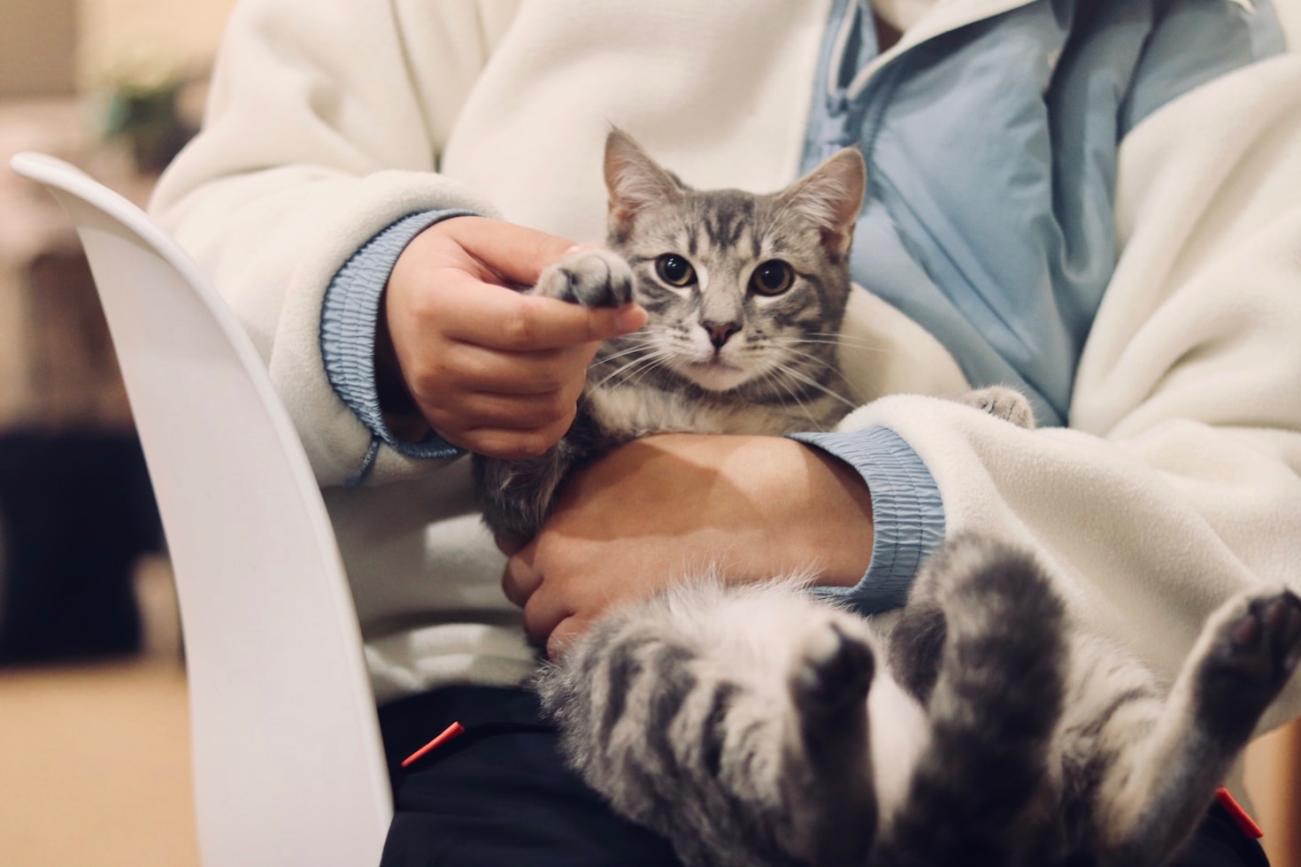 Häufige Fragen zur Tierphysiotherapie